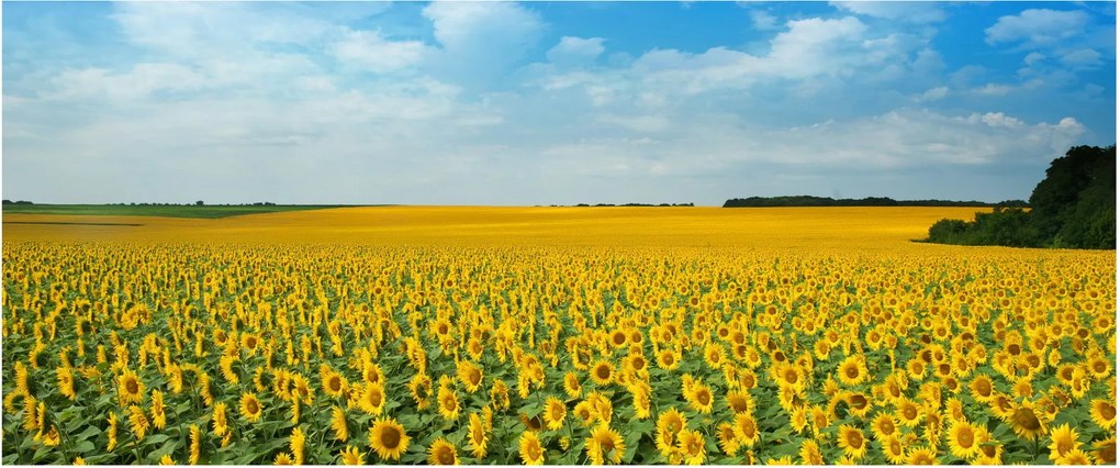 Tablou - câmp cu floarea soarelui (120x50 cm)