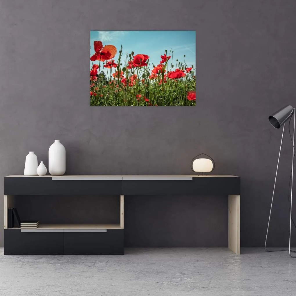 Tablou pe sticlă - Pe câmpul cu maci (70x50 cm)