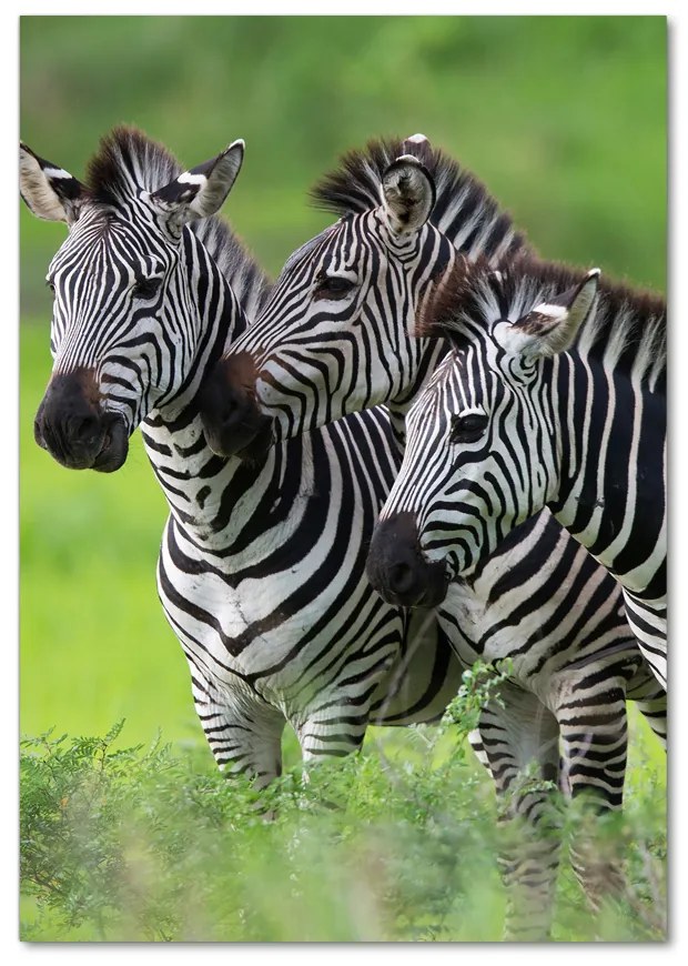 Tablou Printat Pe Sticlă trei zebre