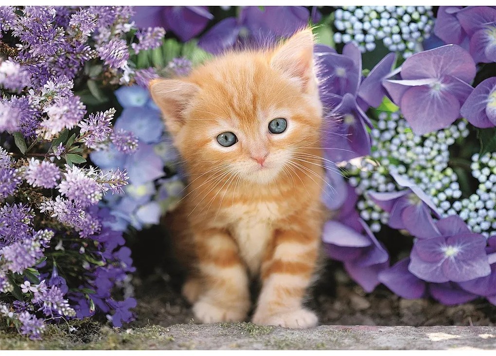 Pisică Ginger Puzzle compact Clementoni de 500 piese