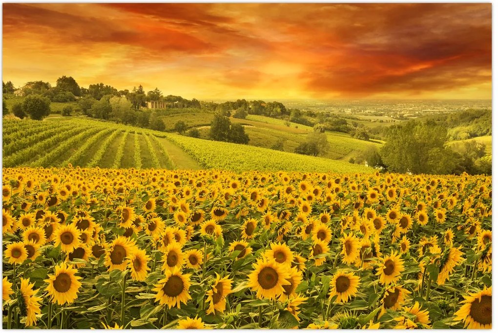 Tablou - Câmp de floarea-soarelui (90x60 cm)