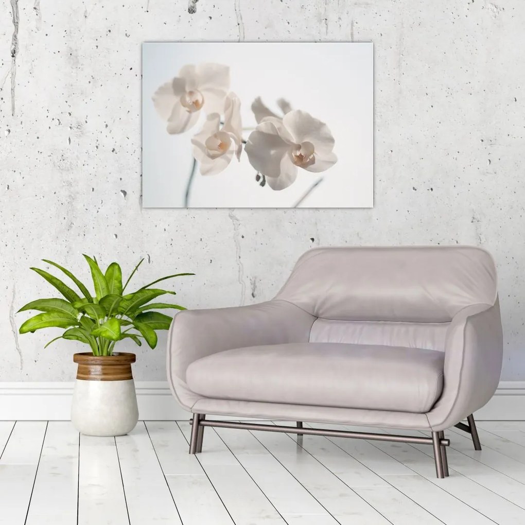 Tablou cu orhidee albă (70x50 cm)