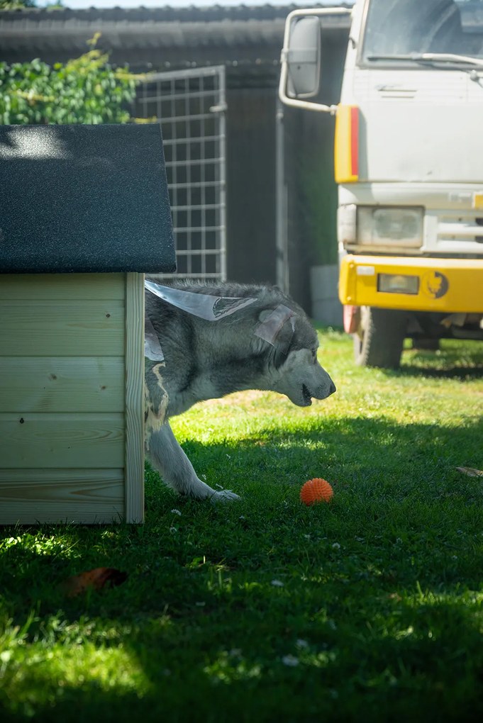 Cușcă pentru câine Aișa XL