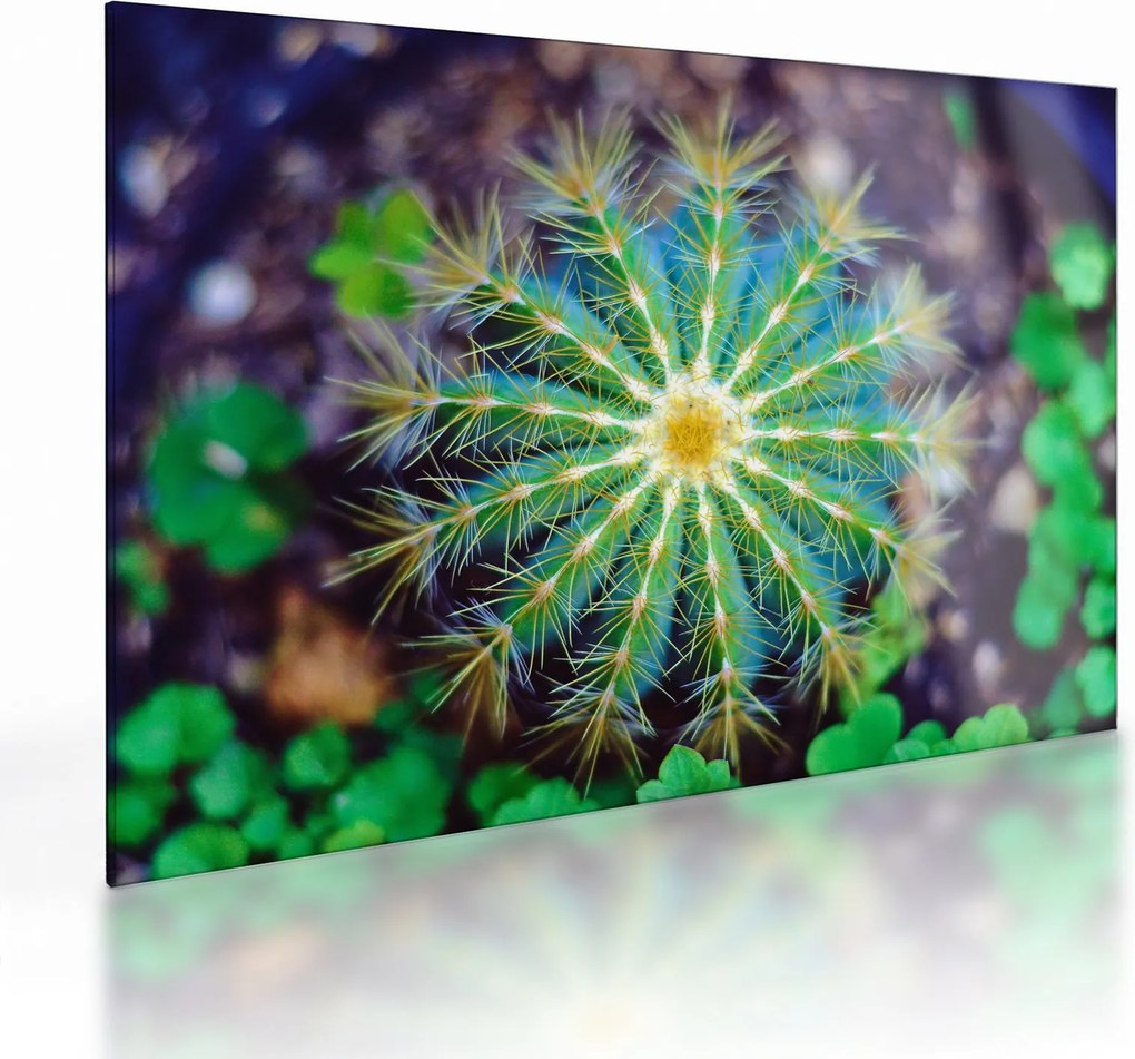 Tablou pe sticlă cu cactus (70x50 cm)