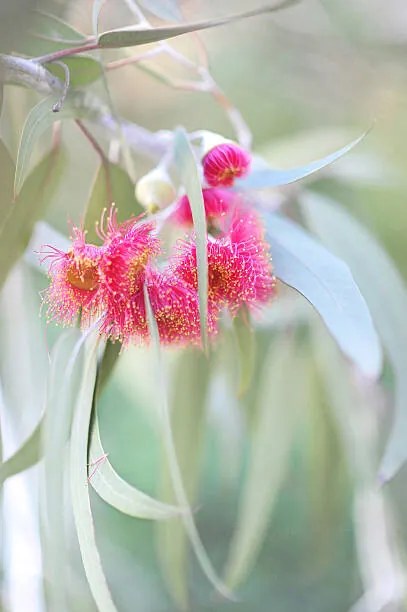 Fotografie Flowering eucalyptus trees, Sharon Lapkin