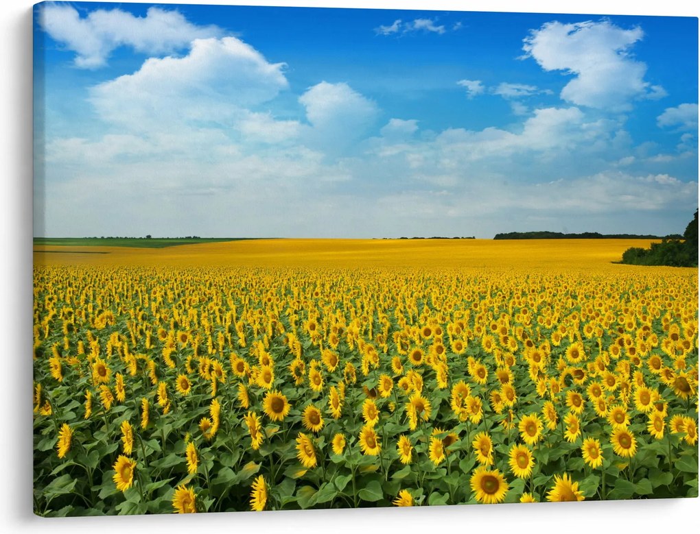 Tablou - câmp cu floarea soarelui (70x50 cm)
