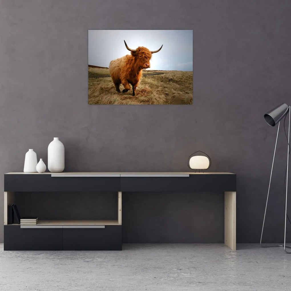 Tablou - Vaci scoțiene (70x50 cm)
