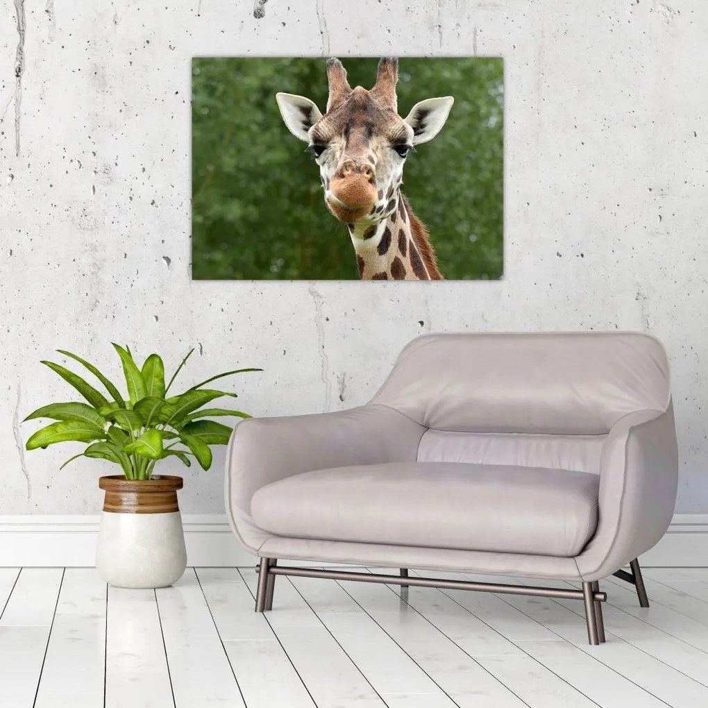Tablou pe sticlă cu girafa (70x50 cm)