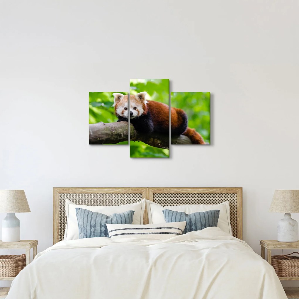 Tablou cu panda roșie (90x60 cm)
