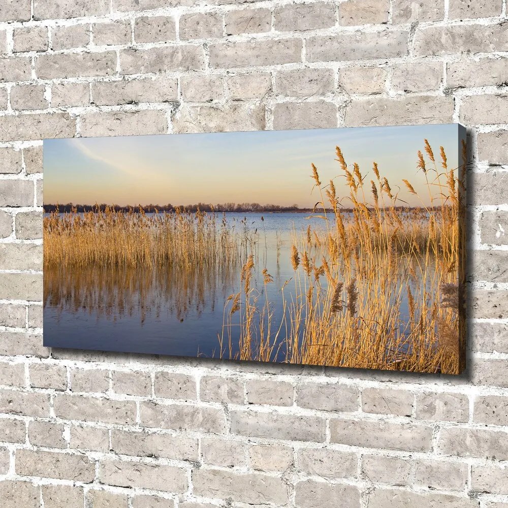 Tablou canvas Apă stuf