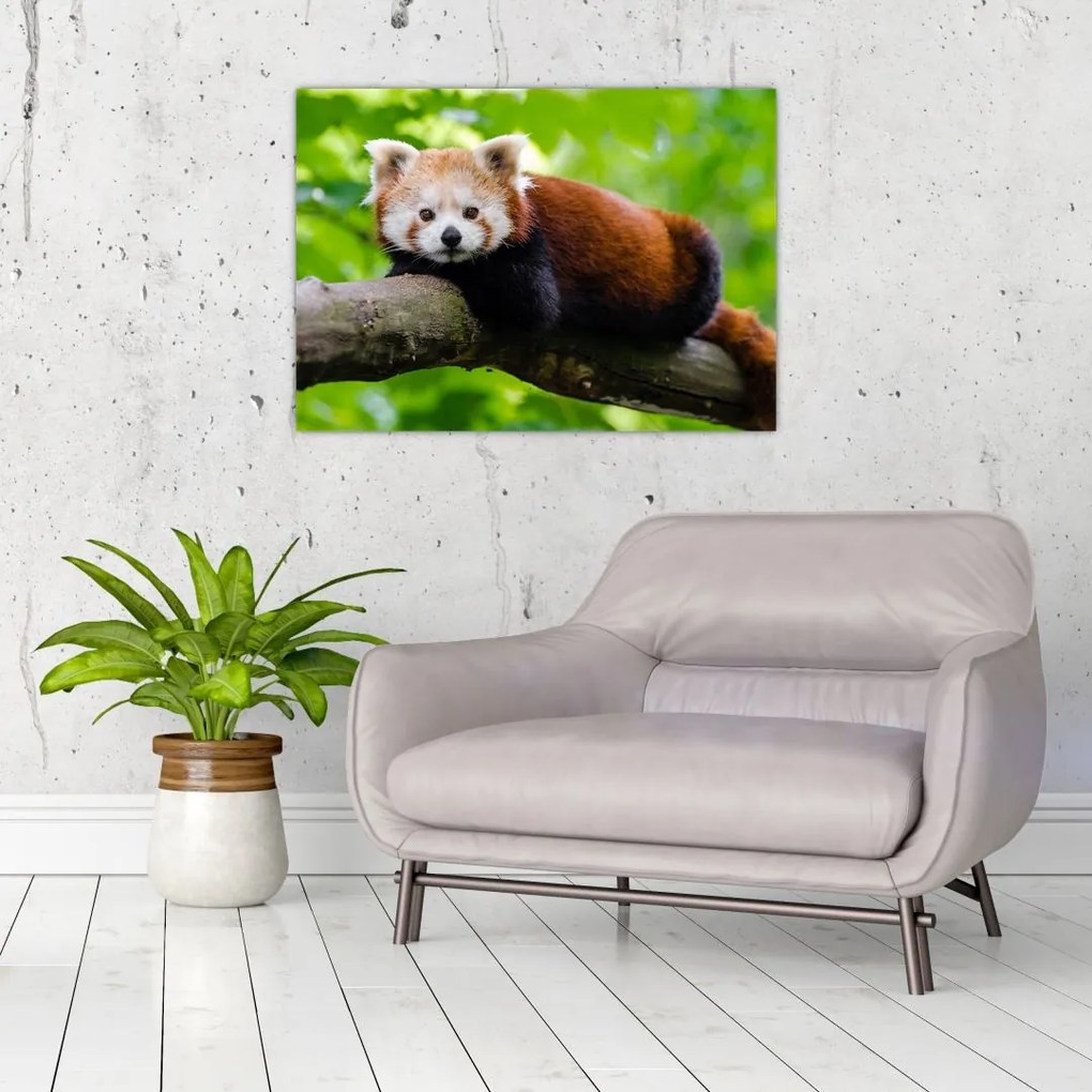 Tablou pe sticlă cu panda roșie (70x50 cm)