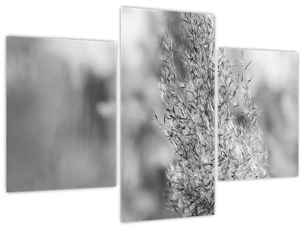 Tablou - Iarbă de pampas Boho (90x60 cm)