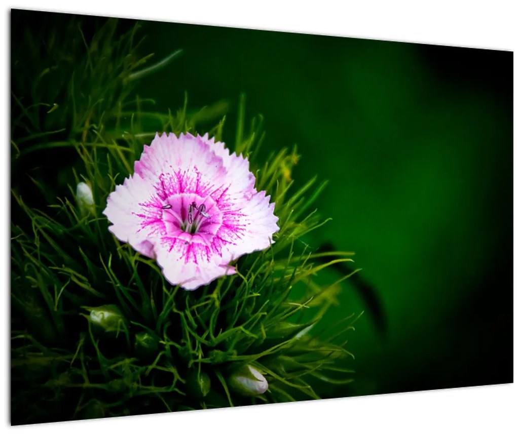 Tablou cu floare roz (90x60 cm)