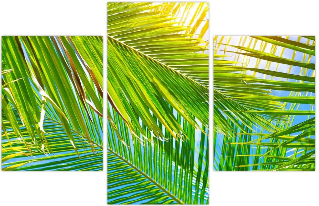 Tablou - Frunze de palmier (90x60 cm)