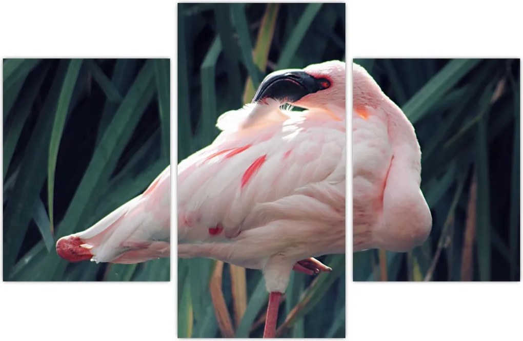 Tablou - Pasărea Flamengo (90x60 cm)