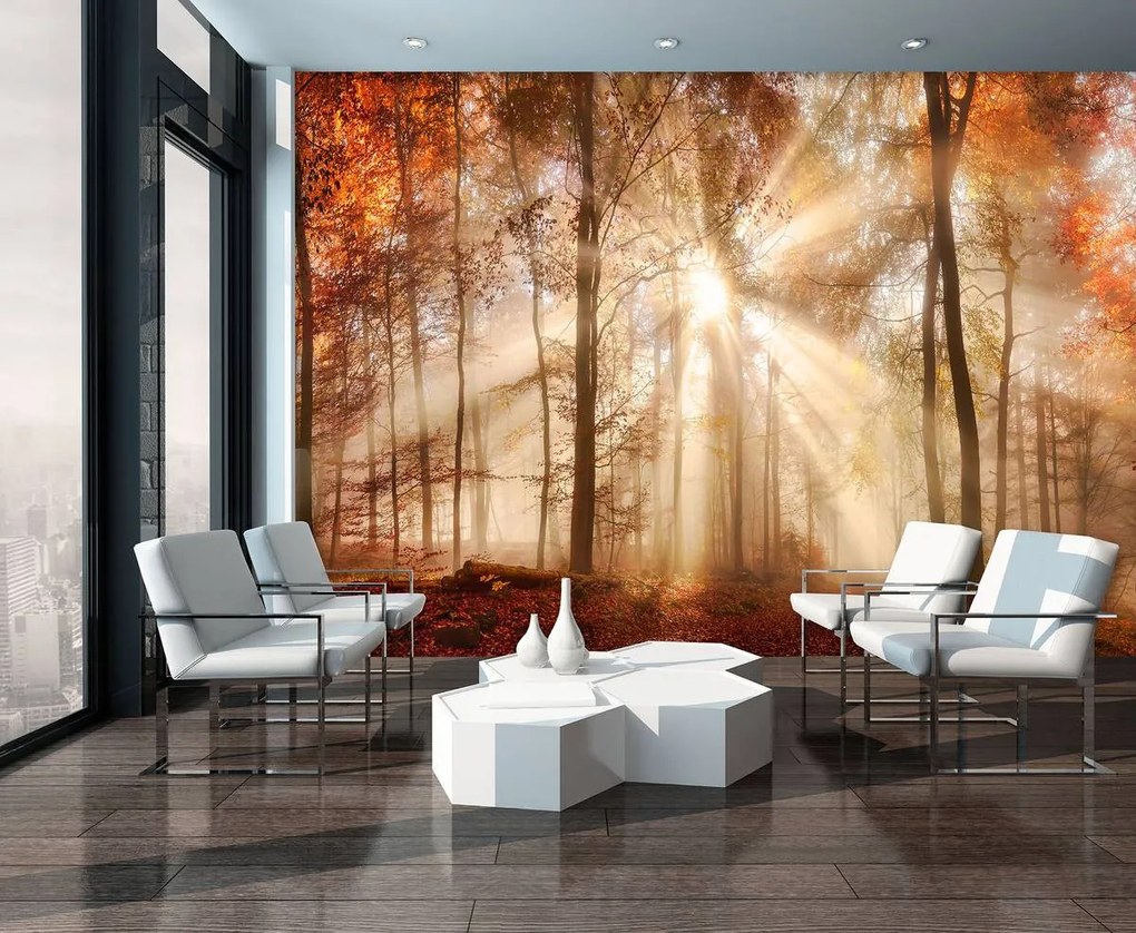 Fototapet - Pădurea de toamnă în lumina solară (152,5x104 cm)