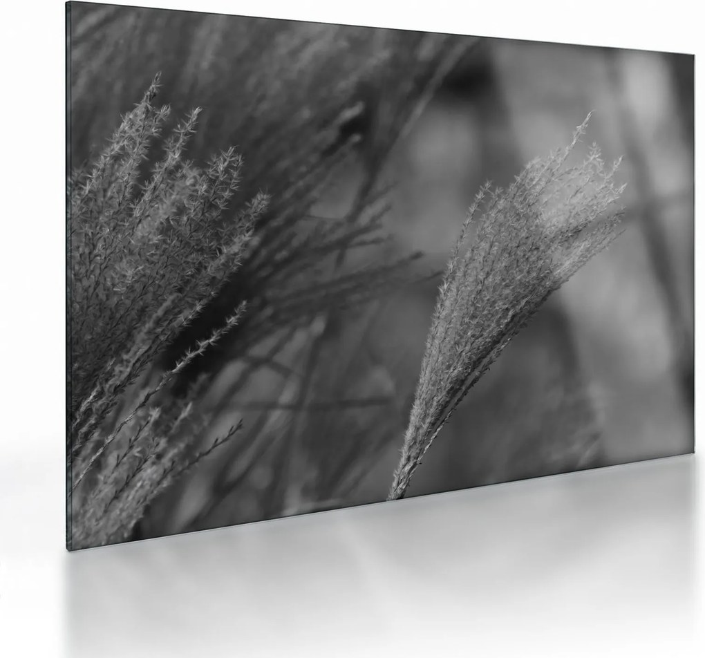 Tablou pe sticlă - Iarbă de pampas uscată (70x50 cm)
