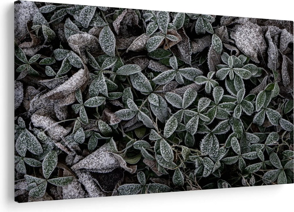 Tablou - Plante înghețate (90x60 cm)