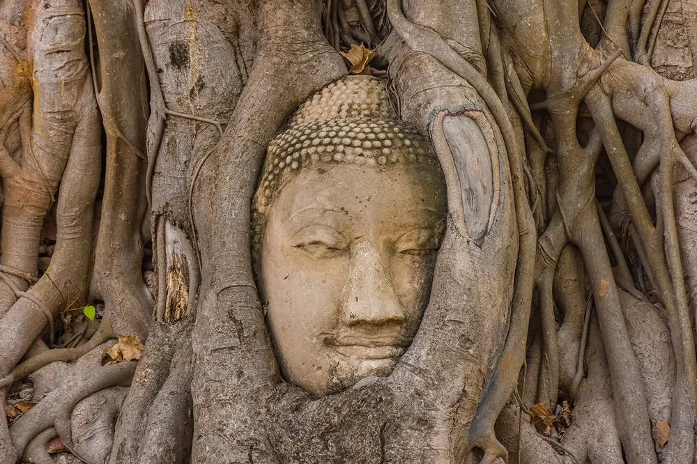 Fototapet autoadeziv Smochinul sacru al lui Buddha