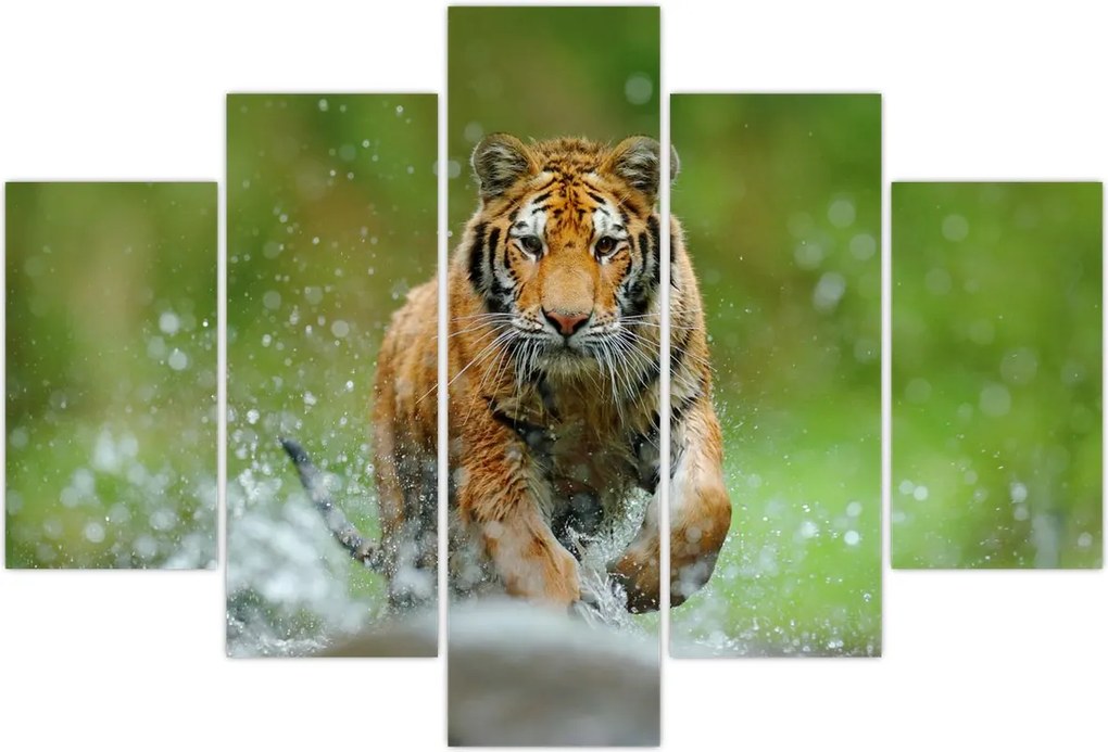 Tablou - Tigru care aleargă (150x105 cm)