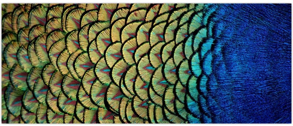 Tablou - Pene de păun (120x50 cm)