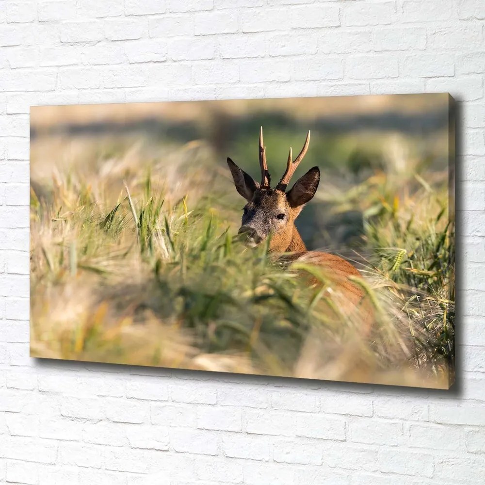 Print pe pânză Deer în domeniu
