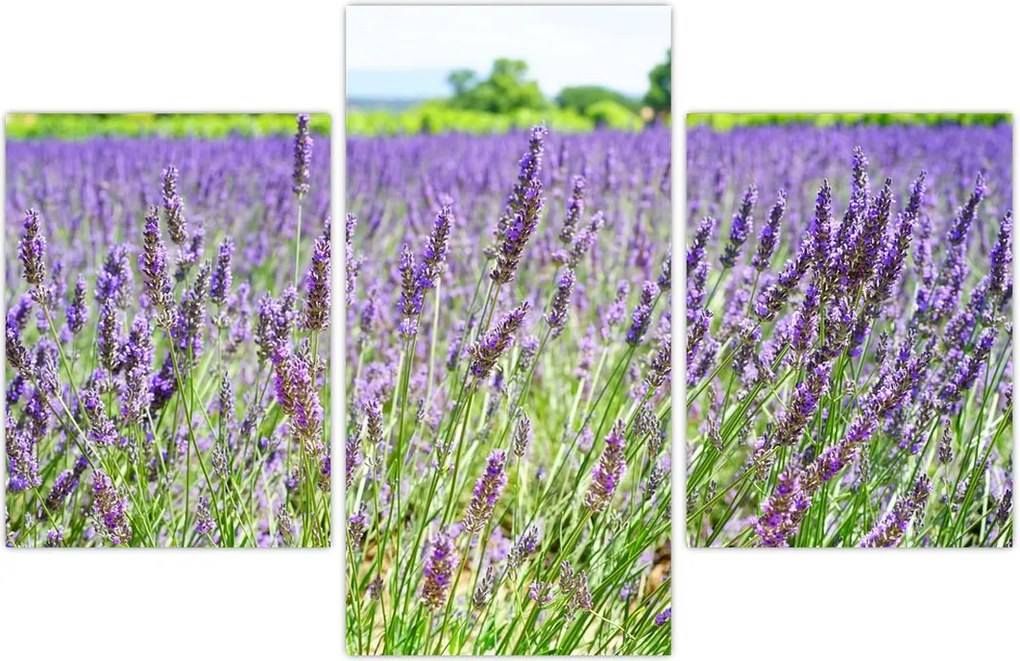 Tablou - Lavandă în câmp (90x60 cm)