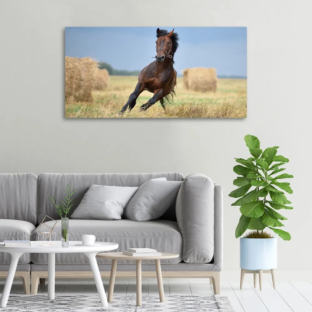 Tablou canvas Un cal în galop