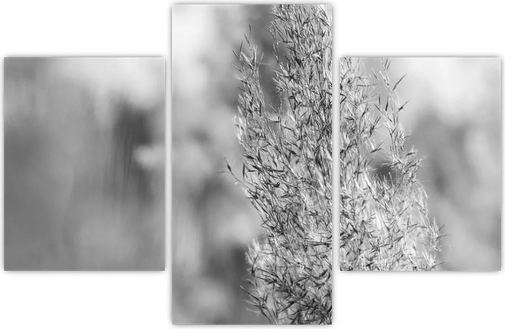 Tablou - Iarbă de pampas Boho (90x60 cm)