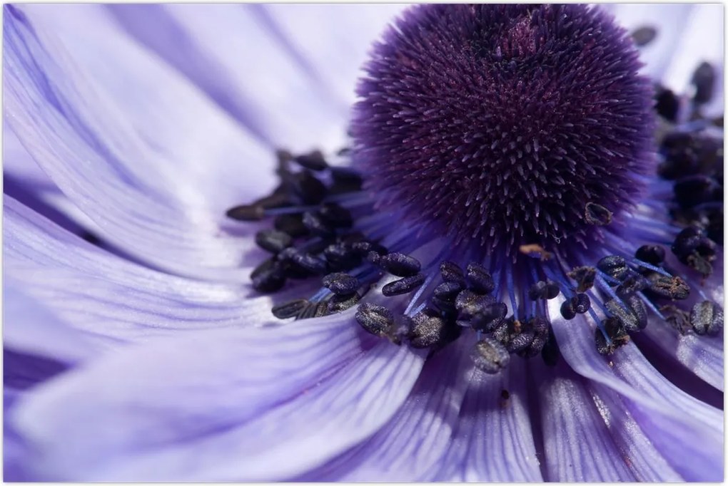 Tablou - Floare mov (90x60 cm)