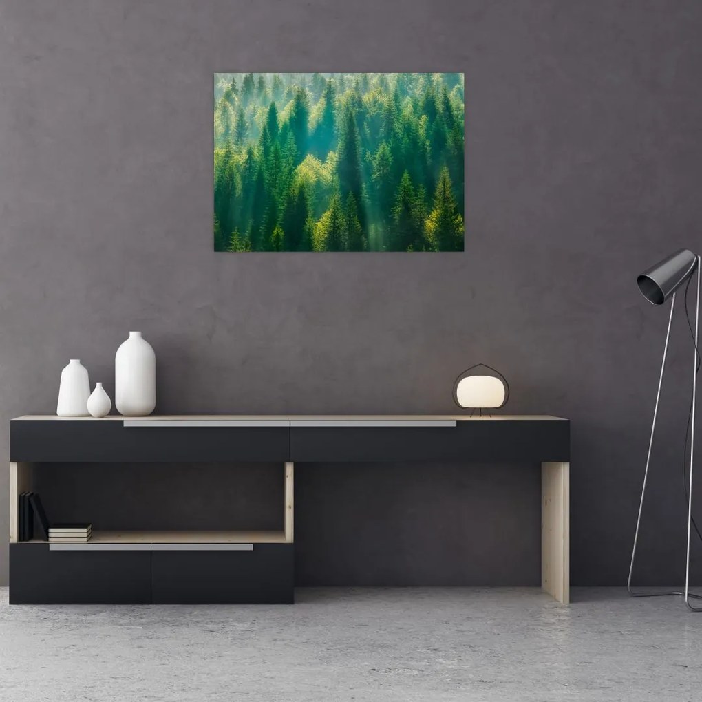 Tablou pe sticlă - Pădurea de brazi (70x50 cm)