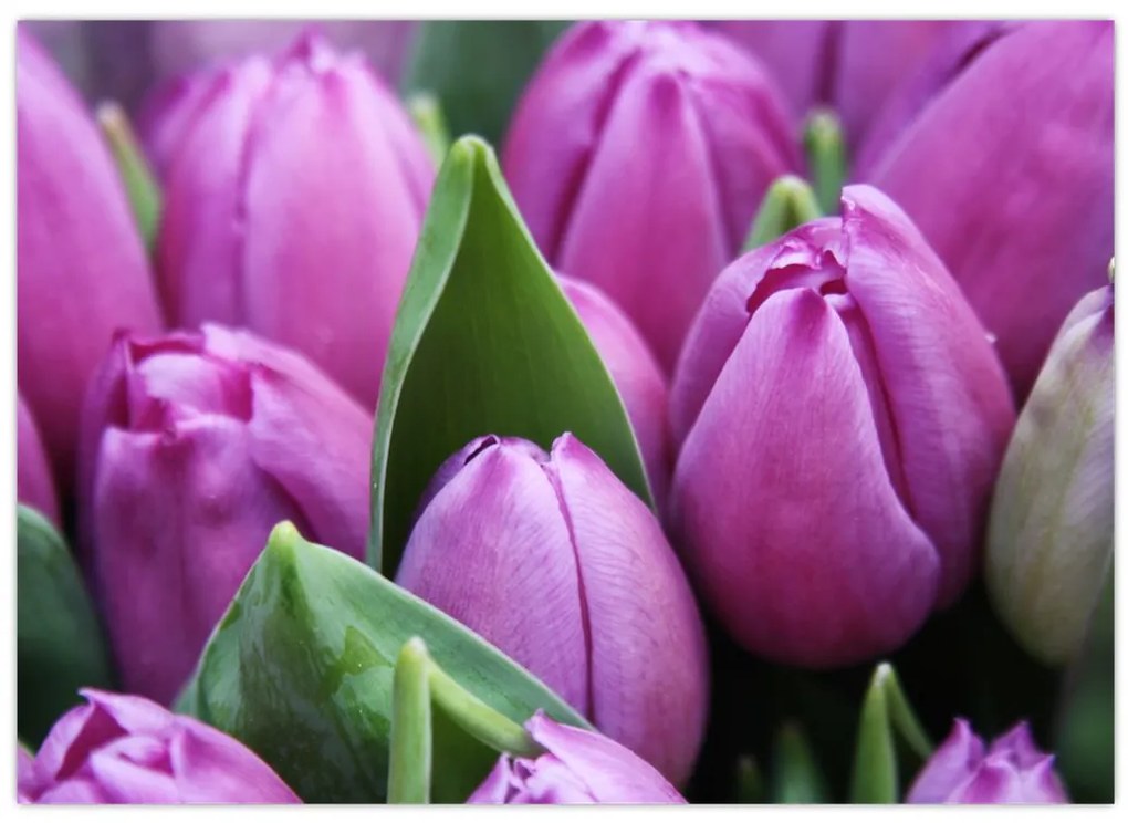 Tablou - florile lalelelor (70x50 cm)