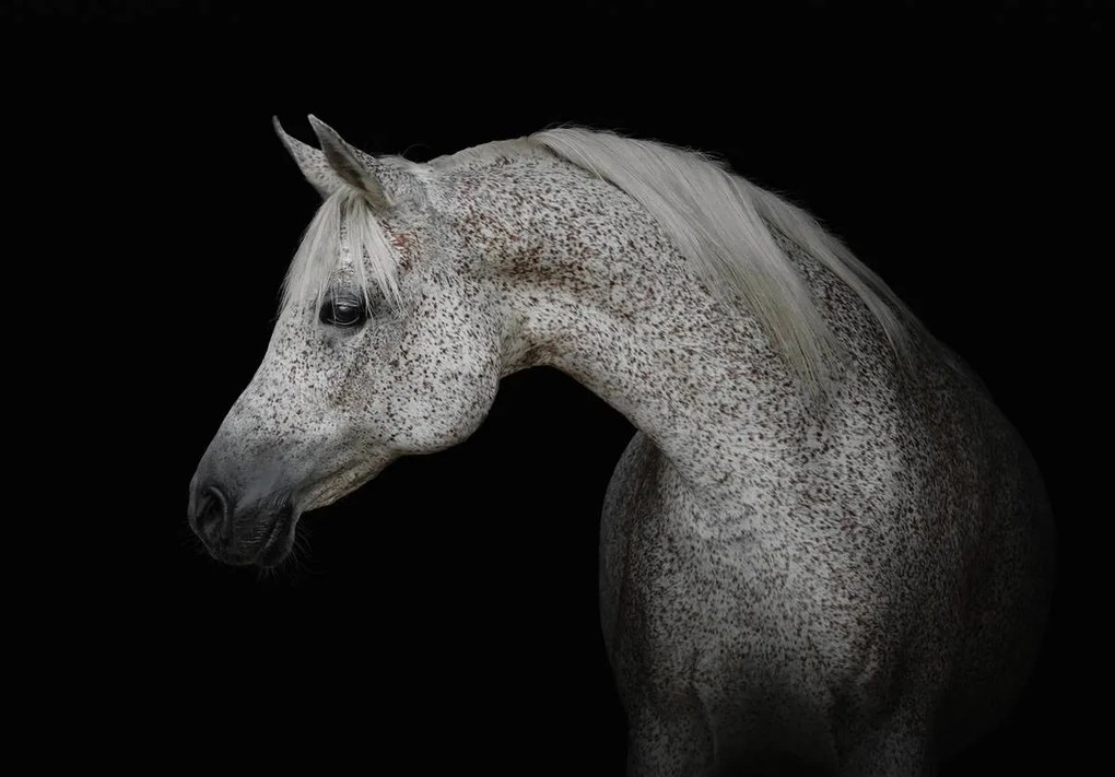 Fototapet - Calul alb (152,5x104 cm)