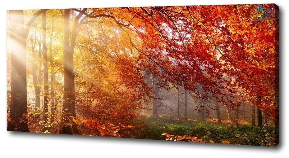 Imprimare tablou canvas Pădure de toamnă