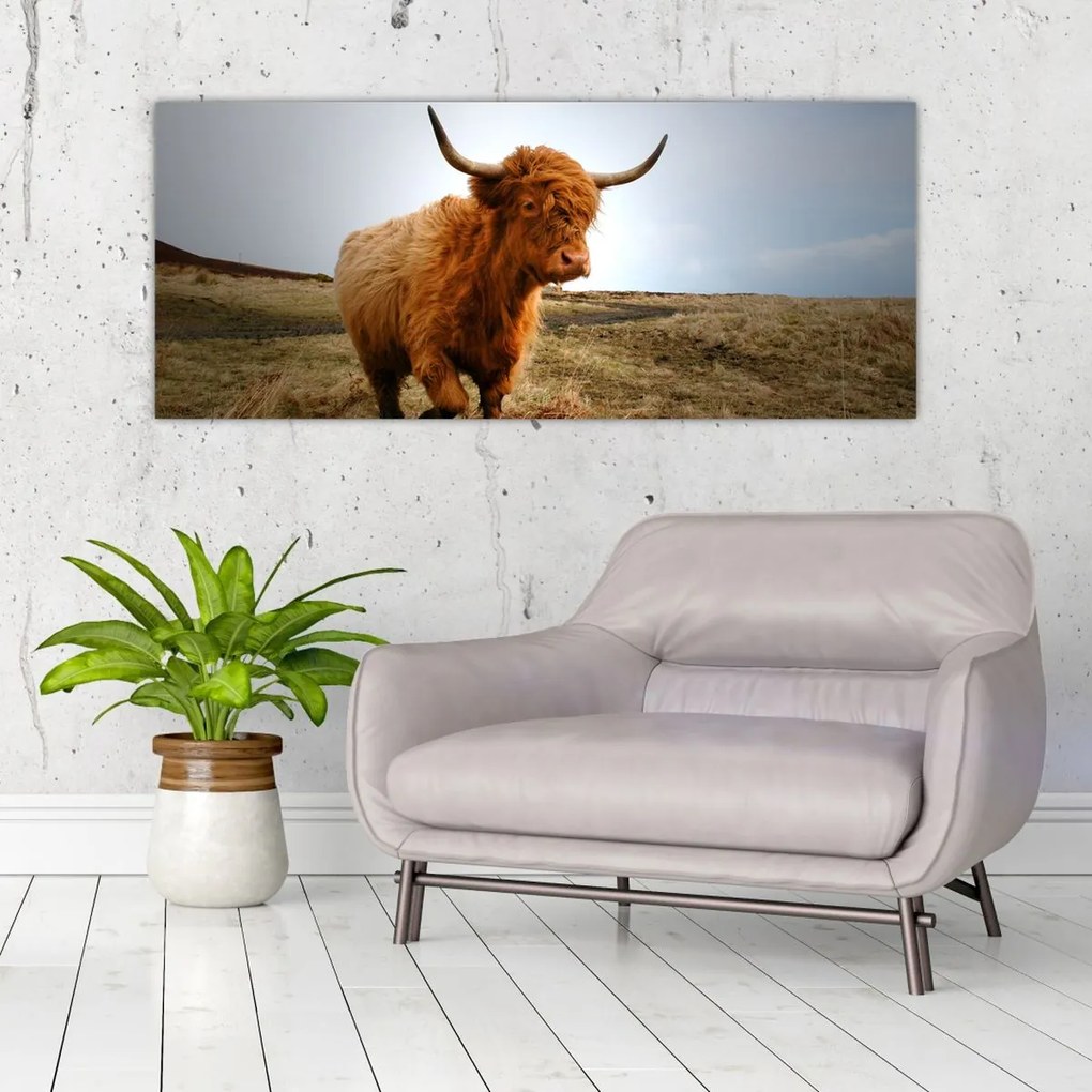 Tablou - Vaci scoțiene (120x50 cm)