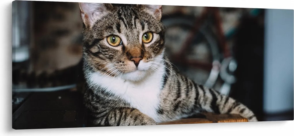 Tablou cu pisica (120x50 cm)