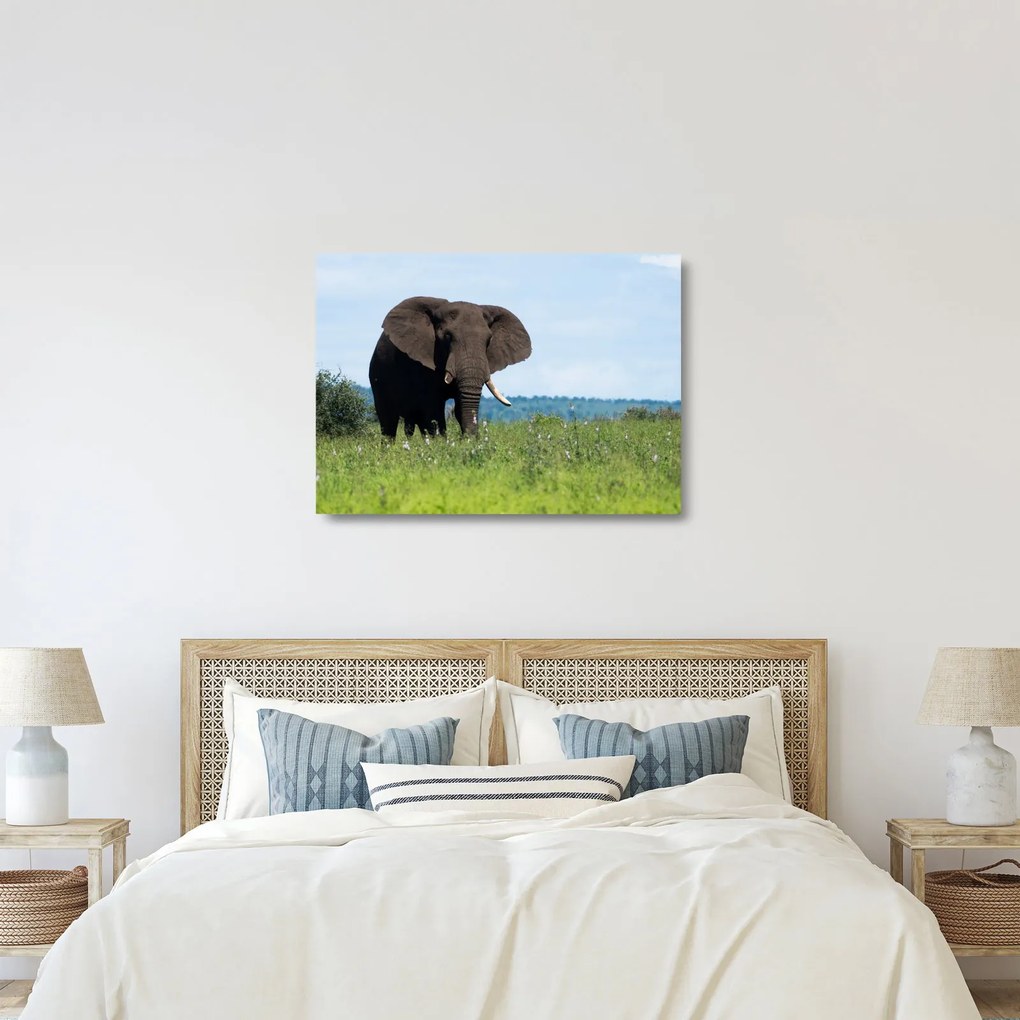 Tablou pe sticlă cu elefant (70x50 cm)
