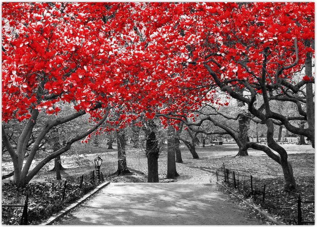 Tablou - Copaci roșii, Central Park, New York (70x50 cm)