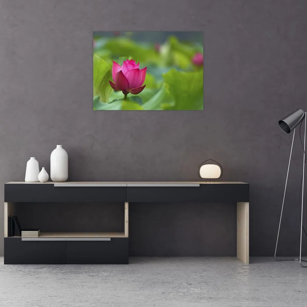 Tablou - floare de apă (70x50 cm)