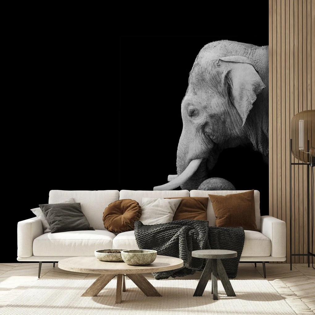 Fototapet - Elefant, alb și negru (147x102 cm)