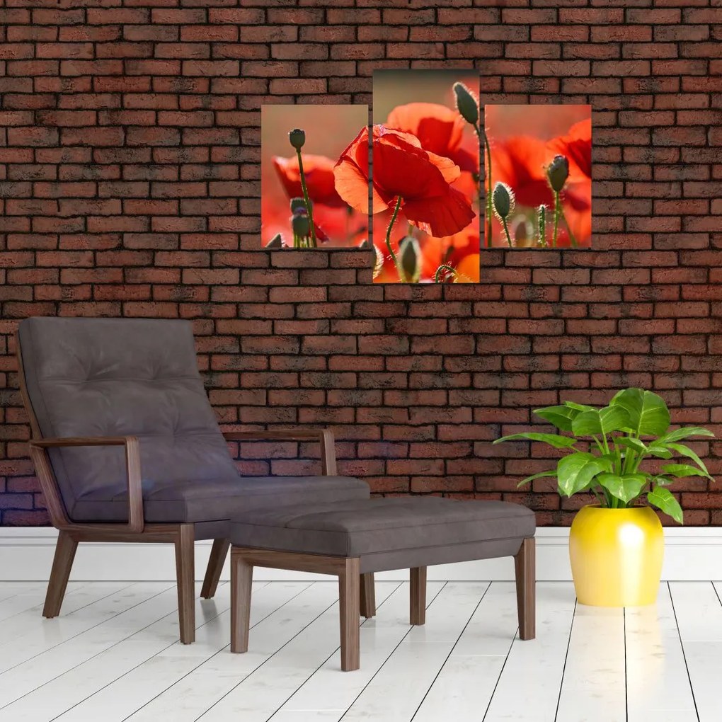 Tablou cu flori de maci (90x60 cm)