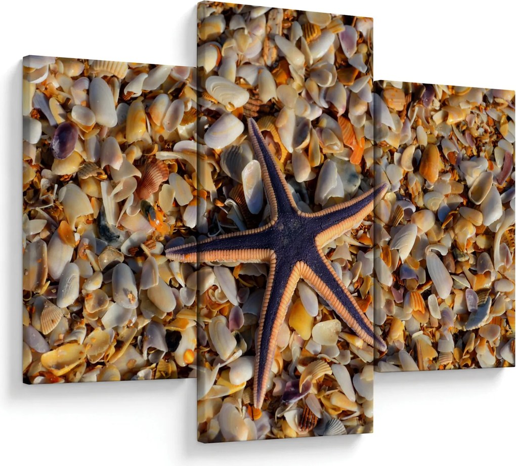 Tablou cu stea de mare (90x60 cm)