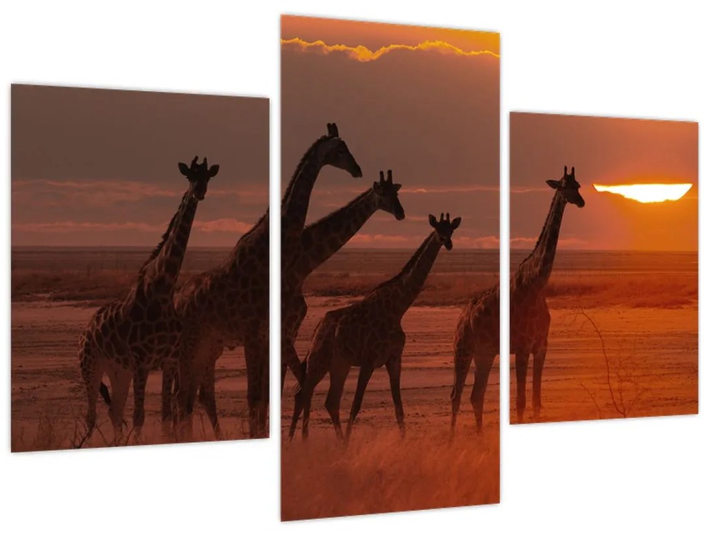 Tablou - Girafe în savana africană (90x60 cm)