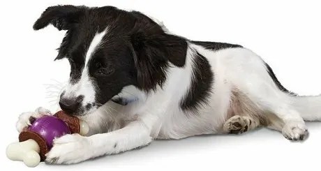 Bouncy Bone™ M jucărie pentru câini