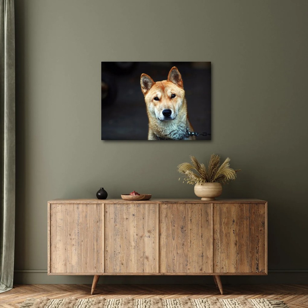 Tablou cu câine (70x50 cm)