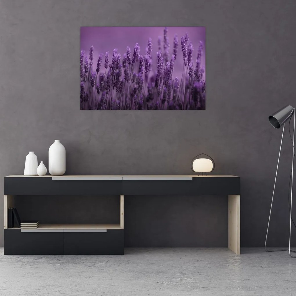 Tablou - Lavanda (90x60 cm)
