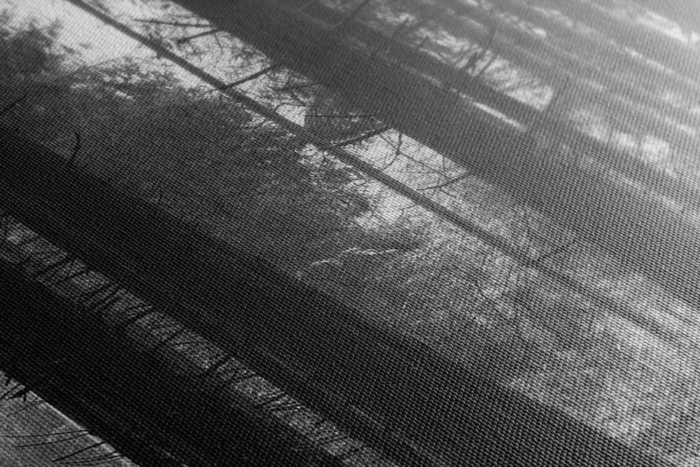Tablou pădure luminată de soare în design alb-negru