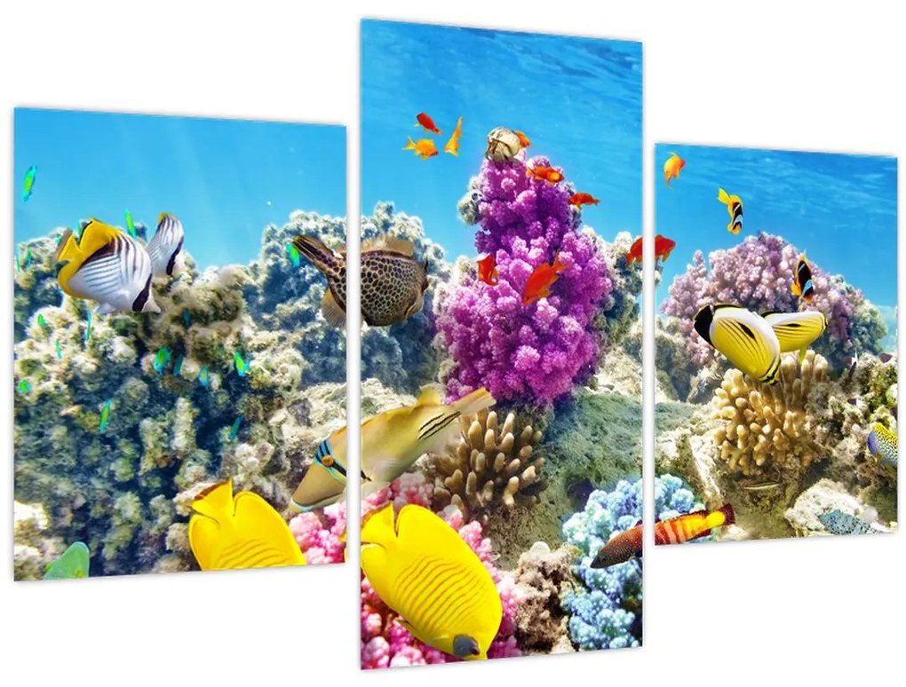 Tablou - Lumea mării (90x60 cm)