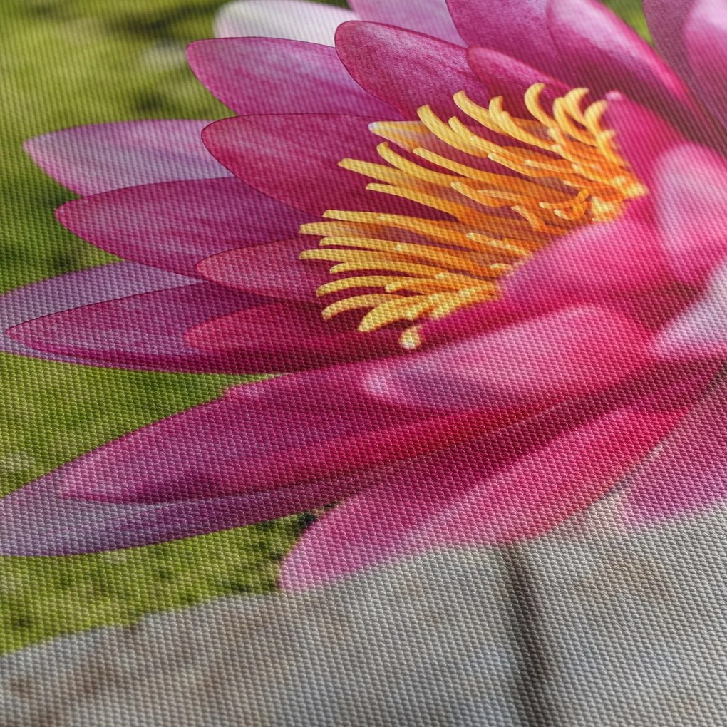 Tablou - Lotus (70x50 cm)