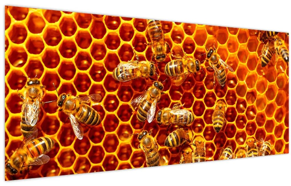 Tablou - Fagure de miere (120x50 cm)